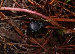 صورة Scaphinotus (Scaphinotus) mexicanus Bates 1882