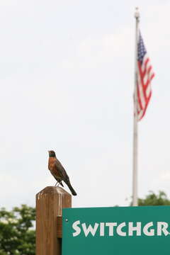 Image of American Robin