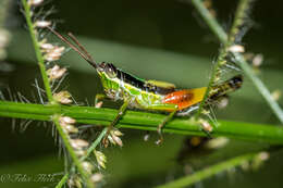 Image of Stenopola boliviana (Rehn & J. A. G. 1913)