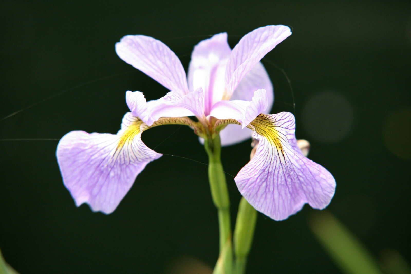 Image de blue flag iris versicolore