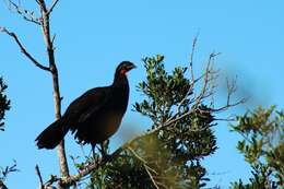 Image of Dusky-legged Guan