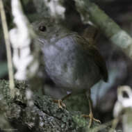 Image of Ruddy-capped Nightingale-Thrush