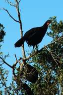 Image of Dusky-legged Guan