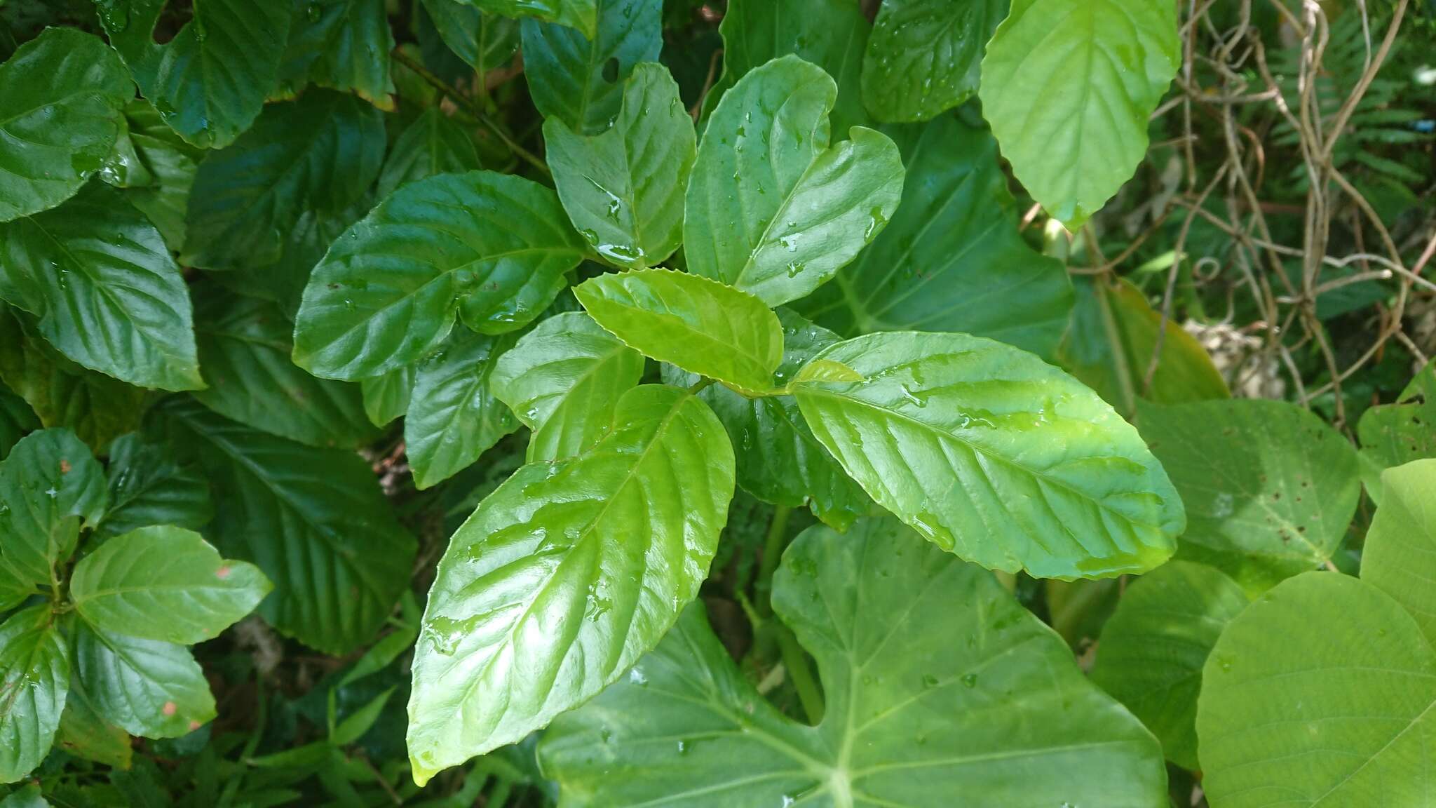 Image of Maesa lanyuensis Yuen P. Yang