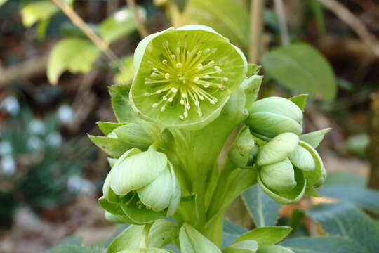 Image of Corsican hellebore