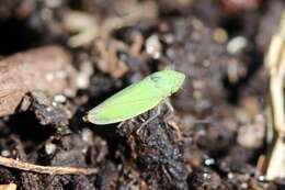 Image of Bog Leafhopper