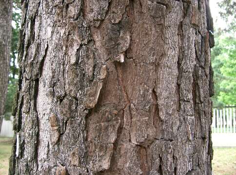 Image of pitch pine