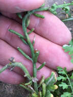 Image of Southern Marsh Yellowcress