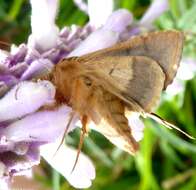 Imagem de Salvia leucantha Cav.