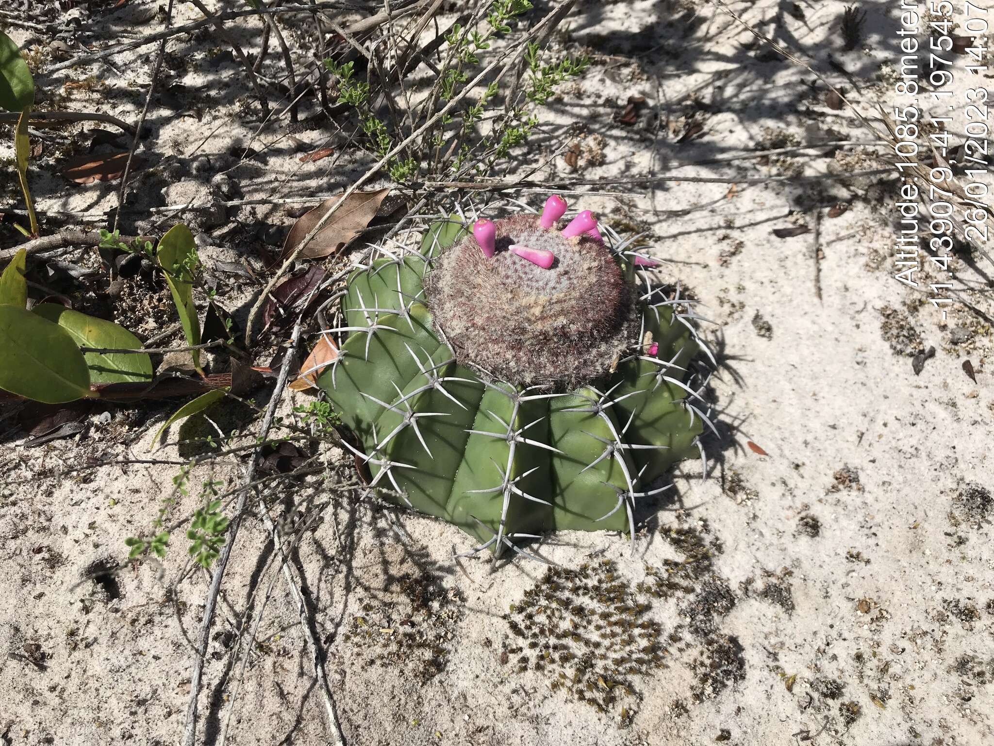 Image of Few-spined Turk's-cap Cactus