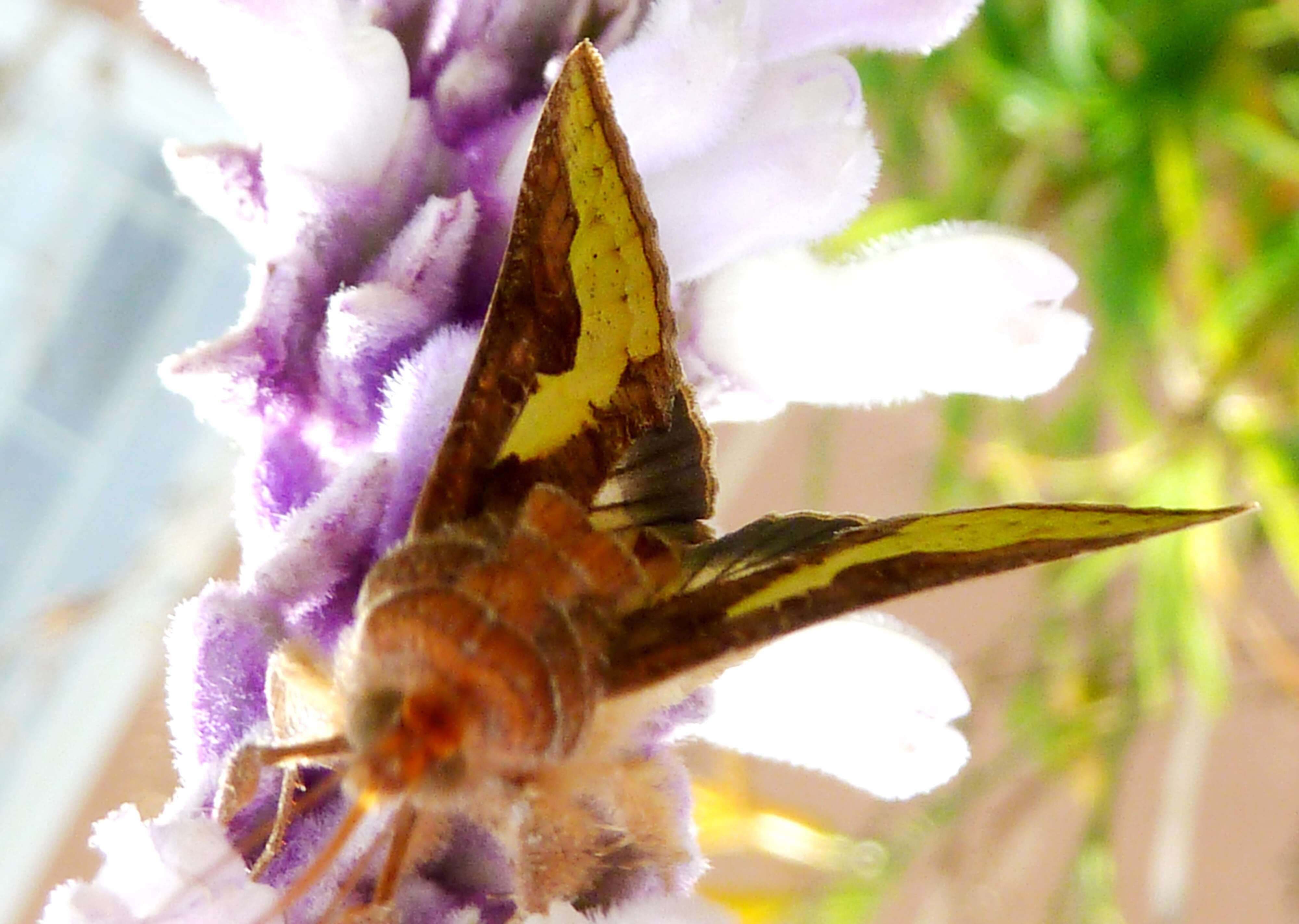 Imagem de Salvia leucantha Cav.