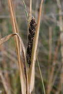 Echinochloa esculenta (A. Braun) H. Scholz resmi