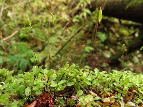 Image of rhizomnium moss