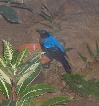 Image of Fairy-bluebird