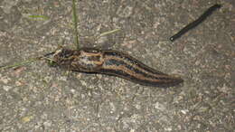 Image of garden slugs