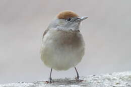 Image of Blackcap