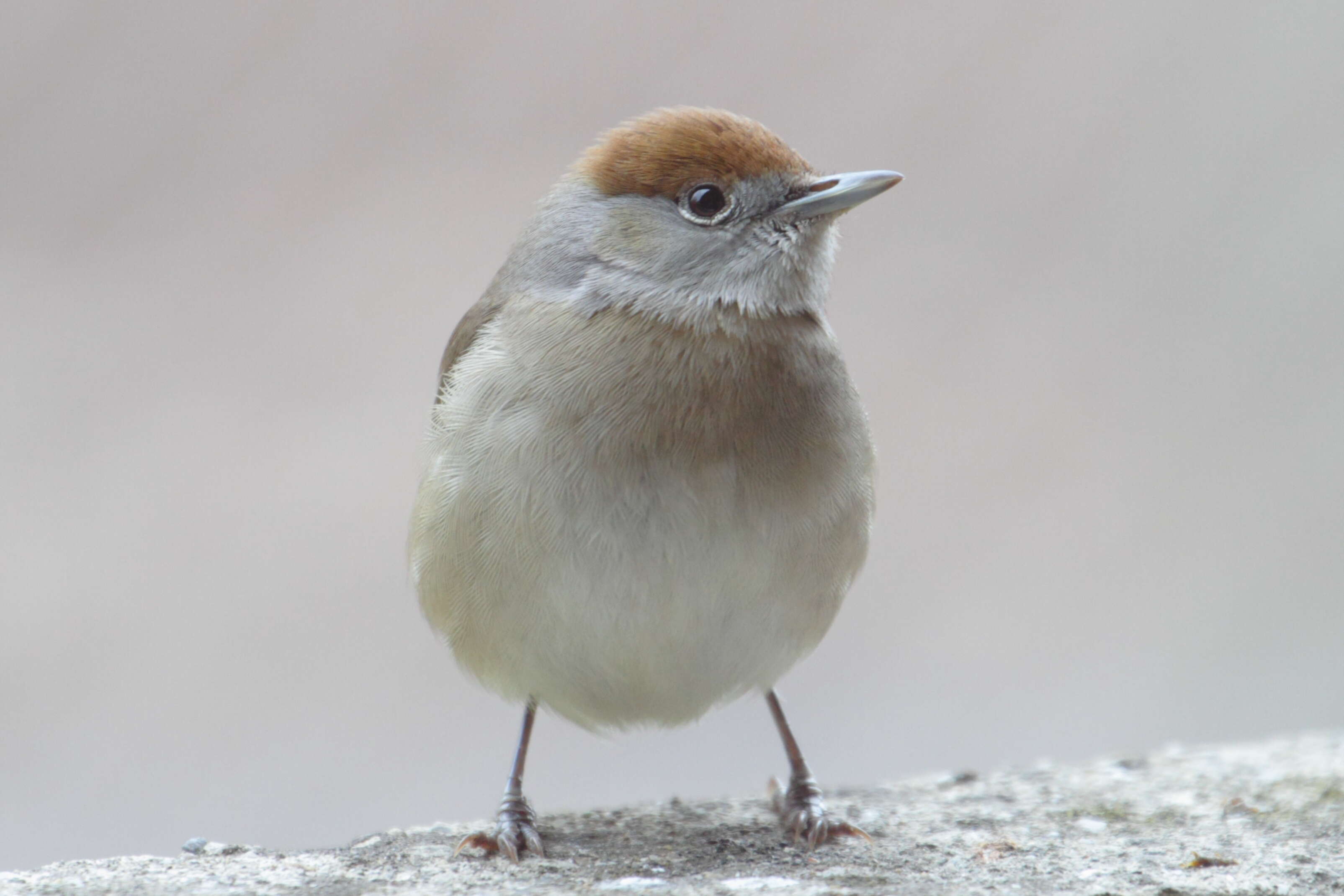 Image of Blackcap