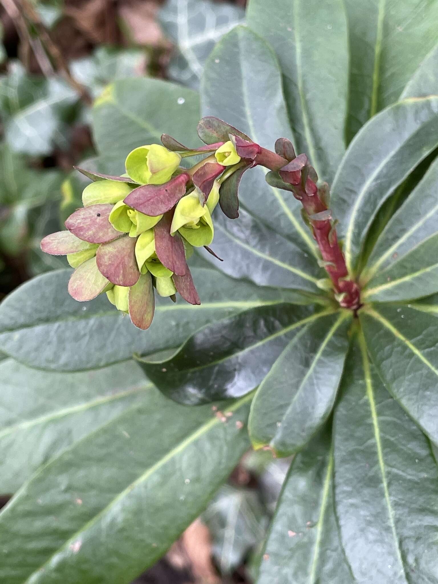 Sivun Euphorbia amygdaloides subsp. robbiae (Turrill) Stace kuva