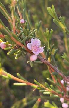 Слика од Hypocalymma strictum Schau.