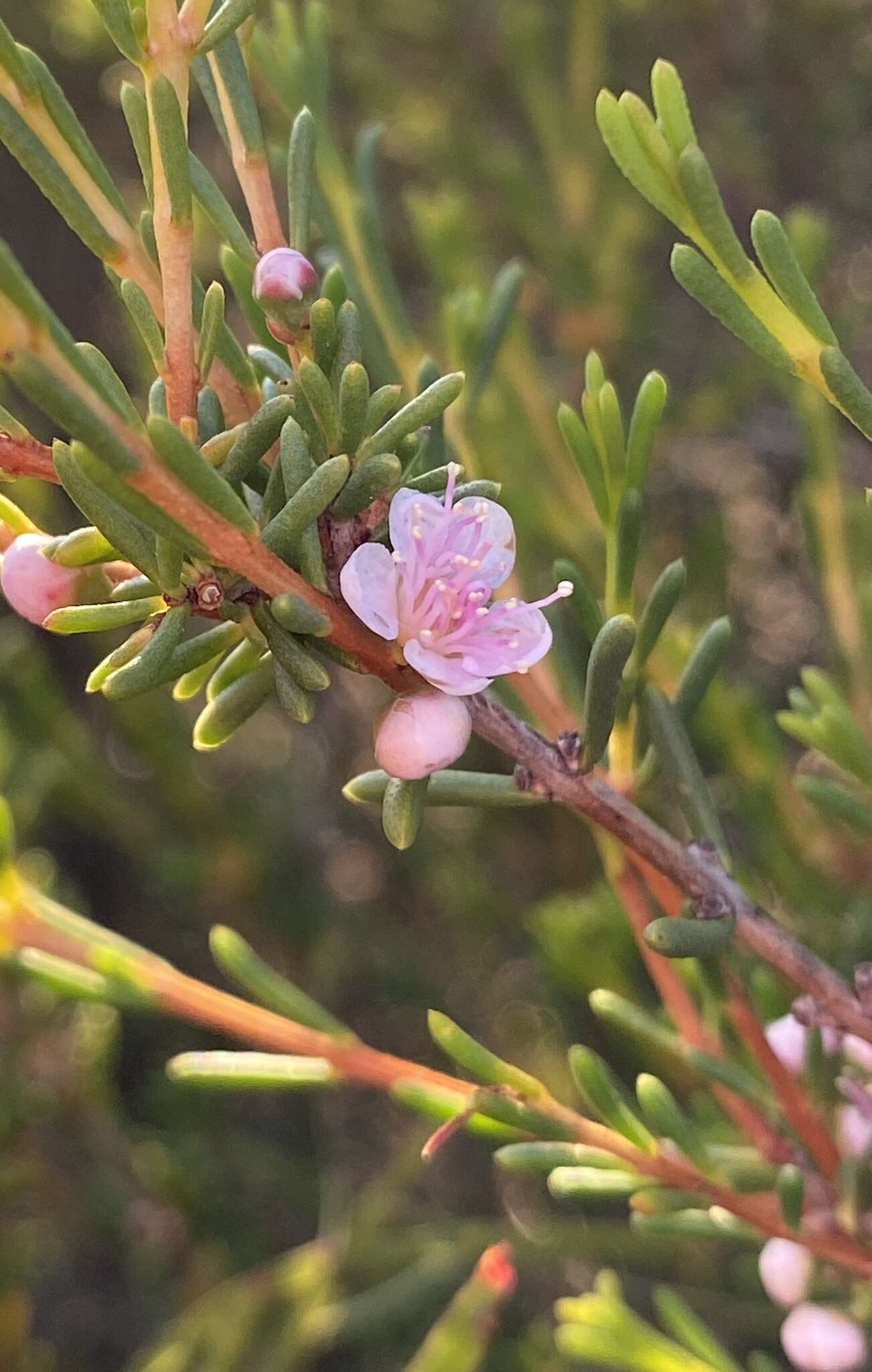 Image of Hypocalymma strictum Schau.