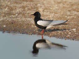 Image of White-winged Black Tern