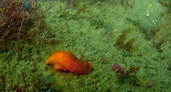 Sivun Sargassum horneri kuva