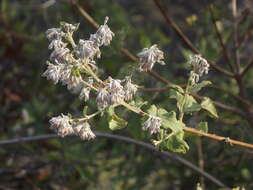 Plancia ëd Condea decipiens (M. E. Jones) Harley & J. F. B. Pastore