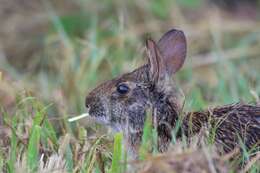 Image of Key Rabbit