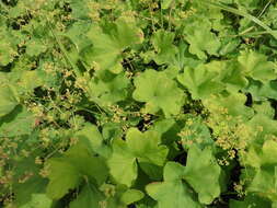 Image of Alchemilla cymatophylla Juz.