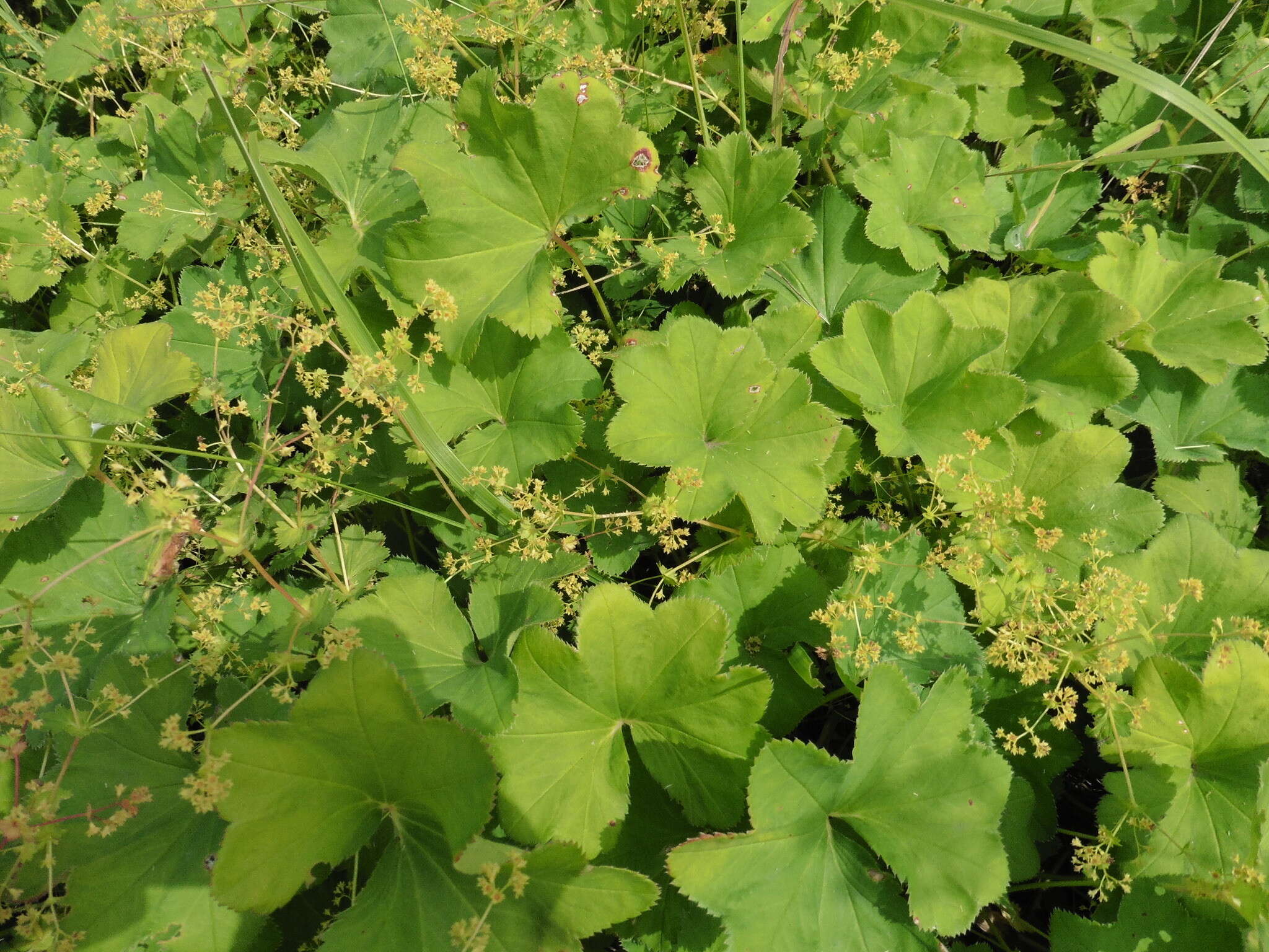 Image of Alchemilla cymatophylla Juz.