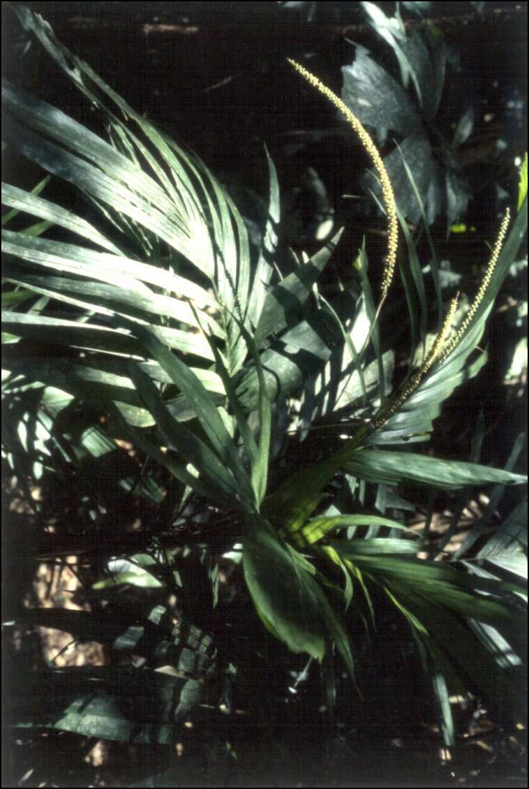 Image of Linospadix minor (W. Hill) Burret