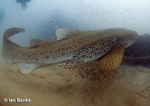 Imagem de Stegostoma tigrinum (Forster 1781)