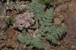 صورة Lomatium ravenii var. paiutense K. M. Carlson & Mansfield