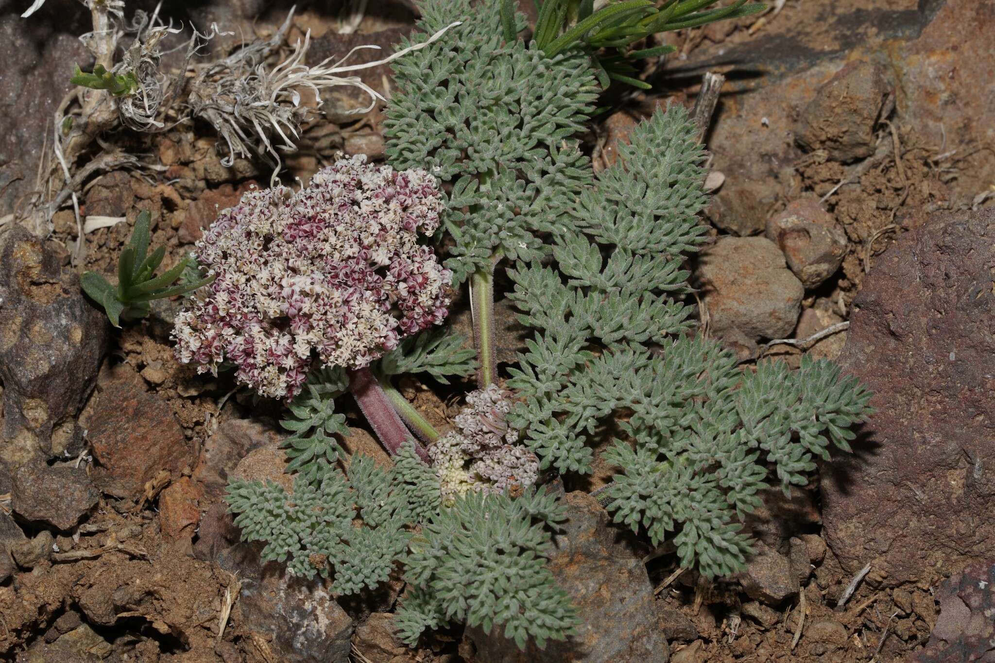 صورة Lomatium ravenii var. paiutense K. M. Carlson & Mansfield