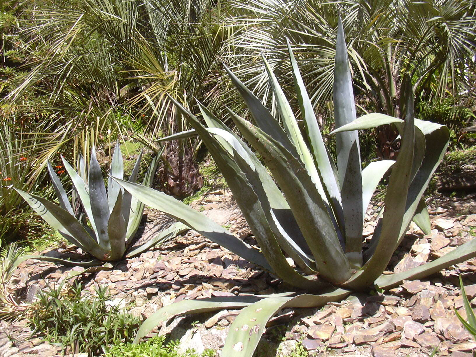 Image of American Aloe
