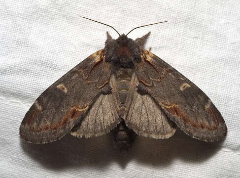 Notodonta dromedarius Linnaeus 1767 resmi