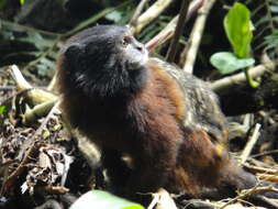 Image of Red-mantled saddle-back tamarin