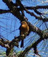 Image of Tufted flycatchers