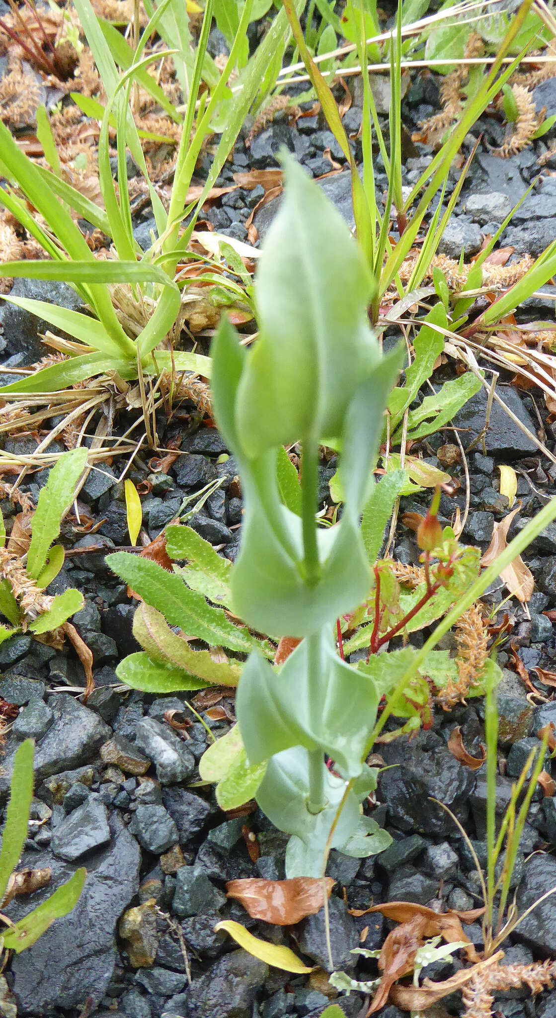 Image of Blackstonia perfoliata subsp. perfoliata