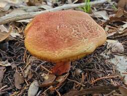 Image of Boletus paulae J. García, Singer & F. Garza-Ocañas 2013