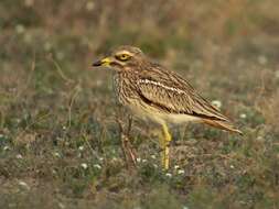 Image of Eurasian Stone-curlew