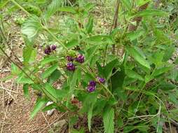 Image of Lantana ukambensis (Vatke) Verdc.