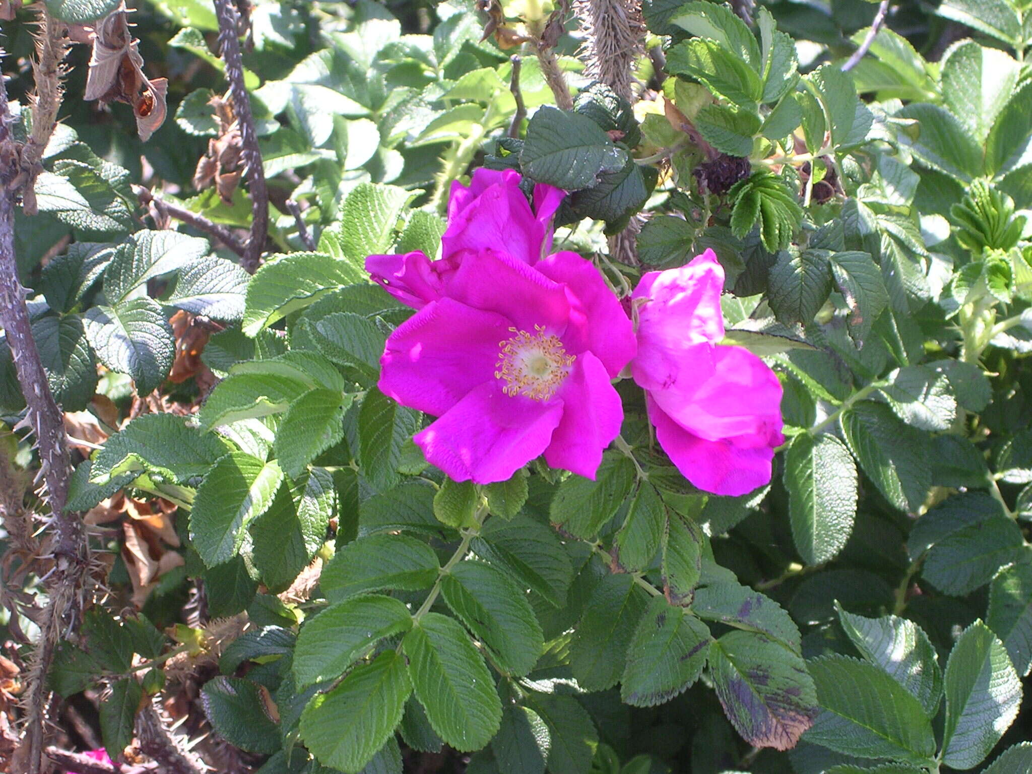 Image of japanese rose