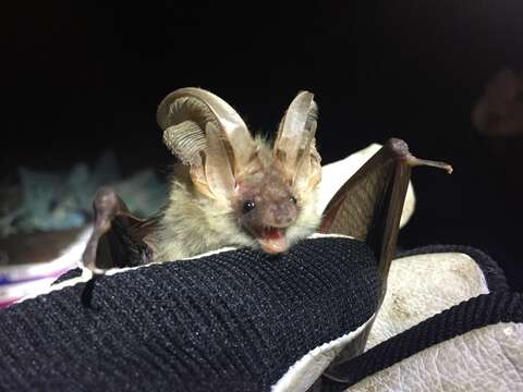 Image of Brown long-eared bat