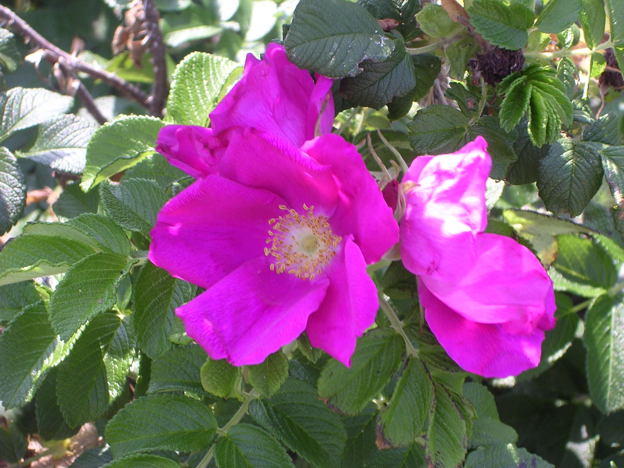 Image of japanese rose