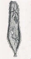 Image of slipper animalcule