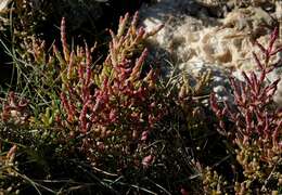 Sivun Salicornia ramosissima J. Woods kuva