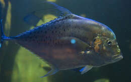 Image of African Pompano