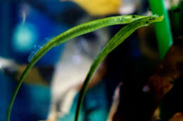 Image of Broadnosed Pipefish