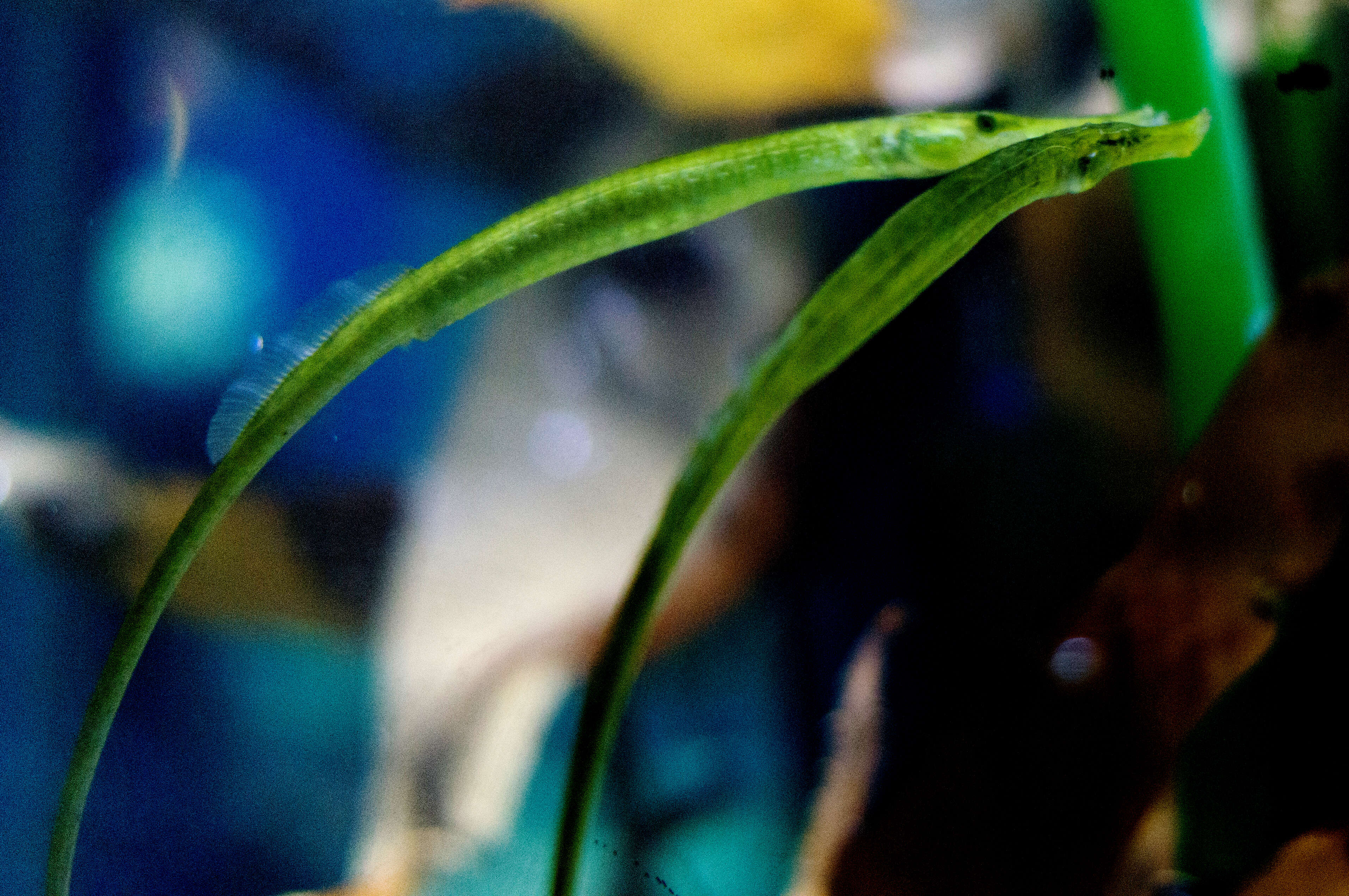 Image of Broadnosed Pipefish